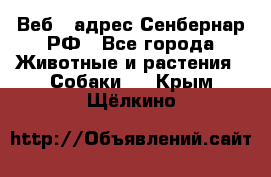 Веб – адрес Сенбернар.РФ - Все города Животные и растения » Собаки   . Крым,Щёлкино